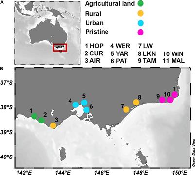 Can We Use Functional Genetics to Predict the Fate of Nitrogen in Estuaries?